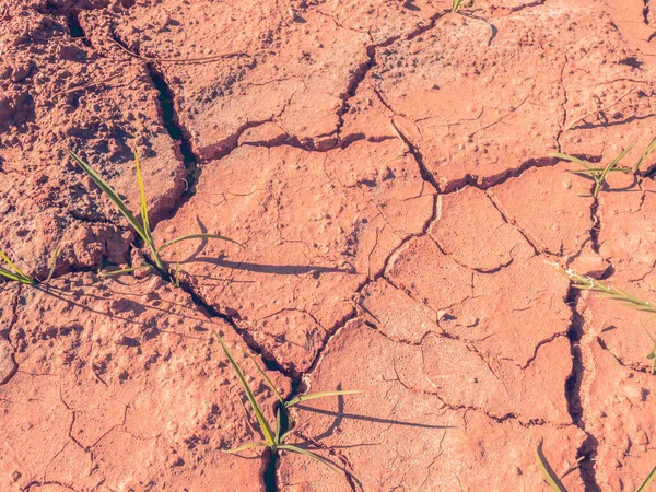 玉米种植园 有三十生锈的土壤 — 图库照片