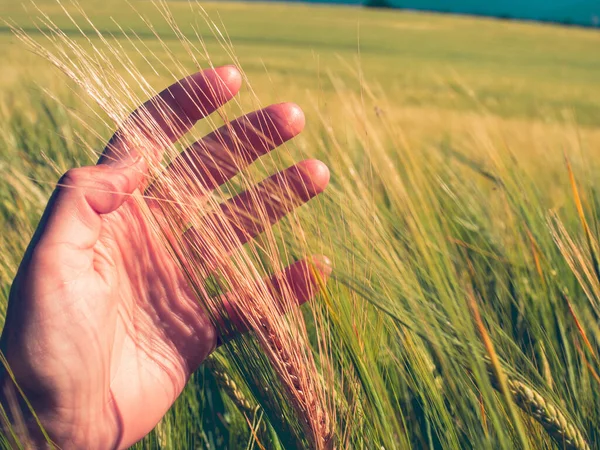 Agronomist Tarladaki Arpa Bitkisini Teftiş Ediyor Güneşli Bir Günde Çavdar — Stok fotoğraf