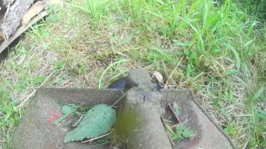 Çim biçme makinesi çalışıyor. Hareket halindeki plastik çizgiler ve havadaki çim parçacıkları. Çimlere ve evin yakınındaki bölgeye, yazlığa, manzara tasarımına, çiçekçiye, bahçeye ve ekinlere dikkat edin. Yavaş çekim
