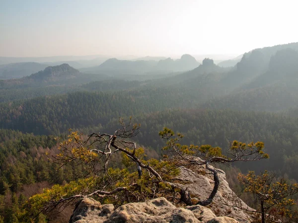 Samotna Sosna Nad Urwiskiem Górach Świcie Rozbita Dzika Sosna Bonsai — Zdjęcie stockowe