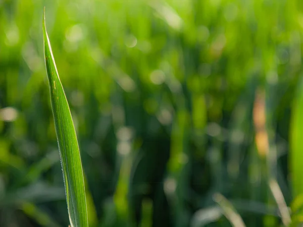 Пшеничное Лезвие Молодая Зеленая Пшеничная Трава Растет Солнечном Поле — стоковое фото