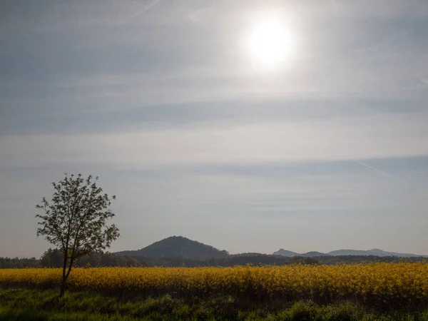 Campos Colza Oleaginosa Colinas Cielo Claro Brillante Sin Nubes Fondo — Foto de Stock