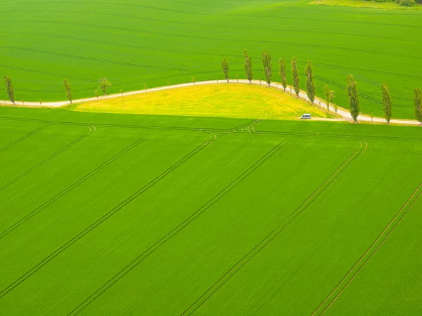 Aerial Top View Landscape While Traveling Car Country Road Poplar — Stock Photo, Image