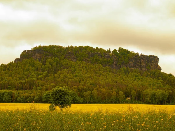 Campi Colza Panorama Con Albero Solitario Nel Sud Della Repubblica — Foto Stock