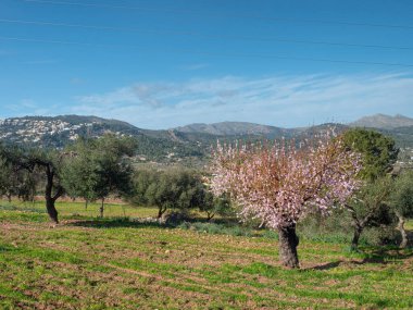 Badem ağacının ışıldayan dalları zavallı bahar çimenleri ve seçici bir odak ile badem bahçesinde. 