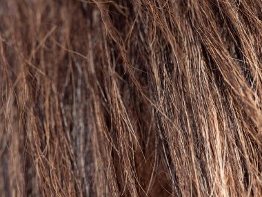 At kuyruğuna yakın, at kuyruğuna geri görüş. At kılı ya da at kuyruğu uzun ioly lifleri. 