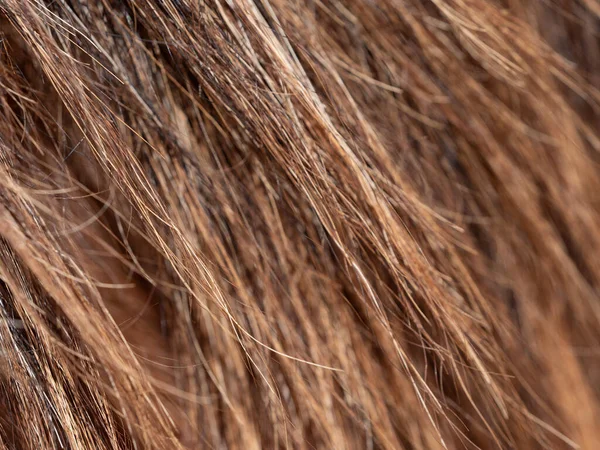 Brown Horse Tail Hair Detail Strong Fibers Similar Direction — Stock Photo, Image