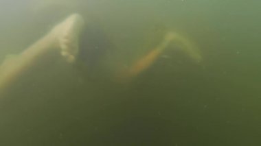 Çıplak çocuk sadece kirli suda yüzen şort giyer. Çocuk bedeninin doğal suda dalışını ve yüzüşünü izlemek.