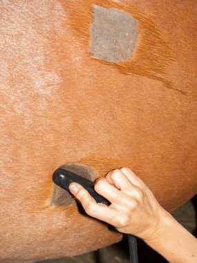 Ultrasonic breathing scan of ill horse. Vet checking horse lungs in places of shaved skin. clipart
