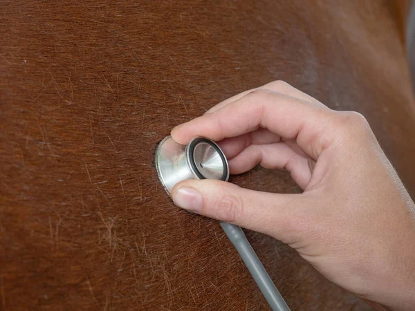 獣医師は茶色の馬の肺に聴診器で耳を傾けます 疑われる気管支炎または肺炎 — ストック写真