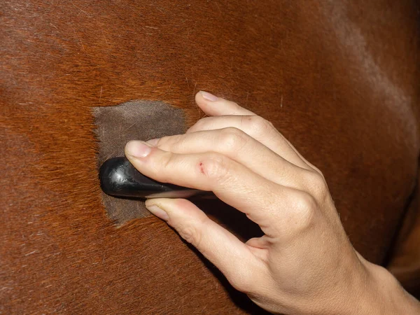 Veterinarian Makes Ultrasonic Scanning Horse Lungs Suspected Bronchitis Pneumonia — Stock Photo, Image