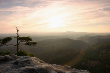 Dağlarda, sisli havada uçurumun kenarındaki son ağaç. İnanılmaz sonbahar güneşi.