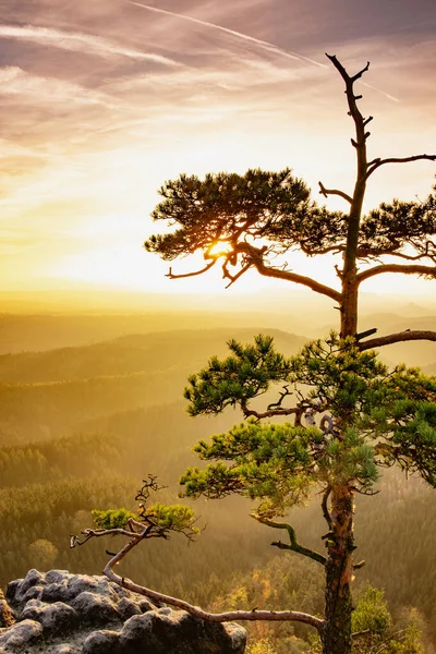 Последнее Дерево Обнаженной Скале Горах Туманную Погоду Удивительное Осеннее Солнце — стоковое фото