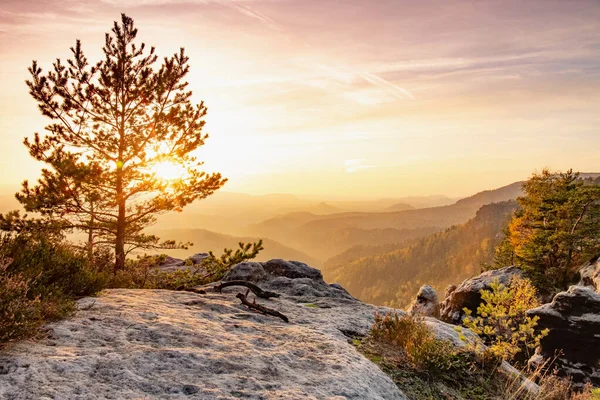 Die Grausam Getestete Kiefer Exponierten Berghang Nebel Steigt Den Berg — Stockfoto