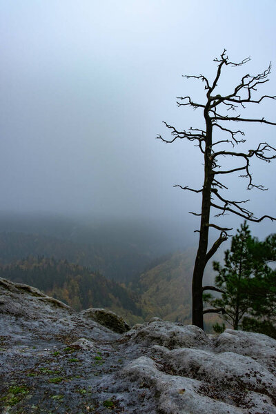 Broken dry pine bonsai tree on rocky cliff. Daybreak on rocky peak.