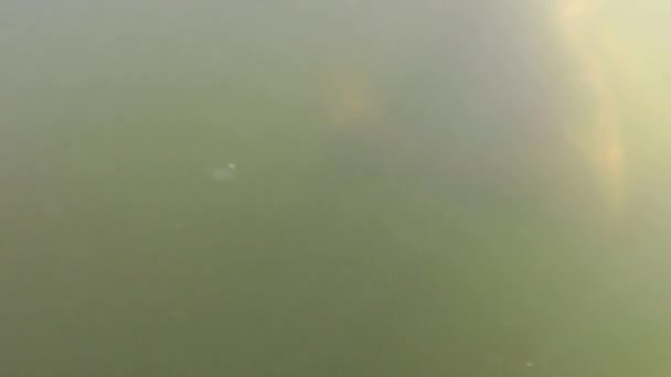 Widok Boczny Aktywnego Człowieka Ciało Pływające Pod Wodą Naturalnej Wodzie — Wideo stockowe