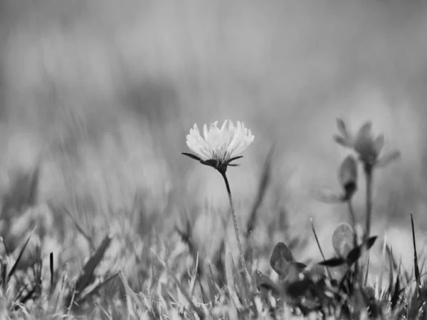 Цветущий Цветок Красный Клевер Trifolium Pratense Цветок Зеленом Фоне Листьев — стоковое фото