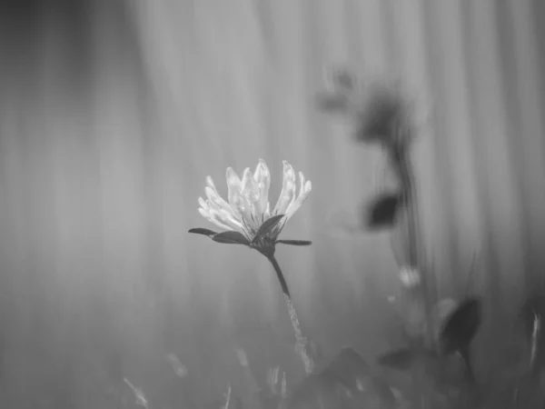 緑の芝生の牧草地にクローバーの花 白黒写真 — ストック写真