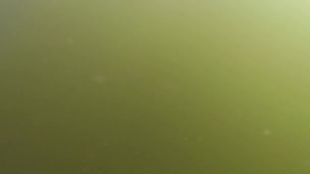 Underwater Swimming Man Male Arms Mowing Green Natural Water Pond — Stock Video