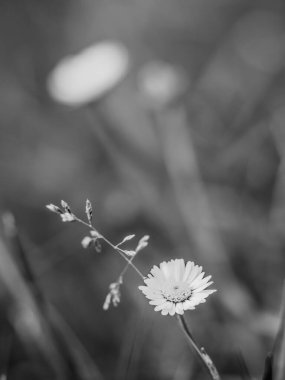 Küçük papatya çiçekleriyle, beyaz yapraklı ve güneşli ışıklarıyla güzel bir yaz çayırı. Sanatsal siyah beyaz fotoğraf
