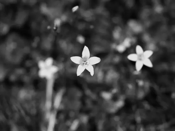 3つの開花カンパヌラパトゥラまたはベルフラワー 柔らかい焦点を広げる 要旨白黒写真 — ストック写真