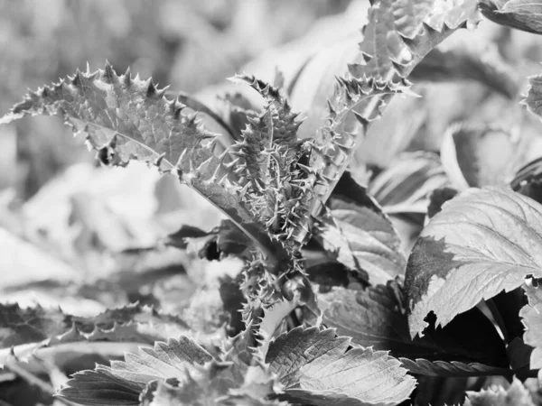 Pruimelloze Distel Carduus Groene Bladeren Stekelige Harige Plant Plant Gaat — Stockfoto