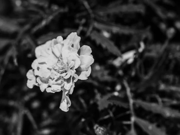 ブルーミンは庭でタレットします タゲの庭の花 人気の魔法の香りの花 白黒写真 — ストック写真