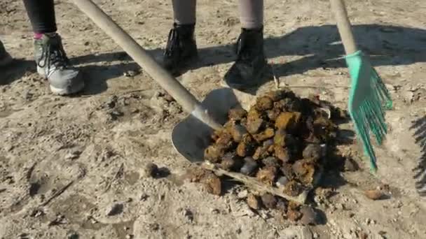 Niños Granja Caballos Cumpliendo Con Carro Biofarm Material Carga Bolas — Vídeo de stock