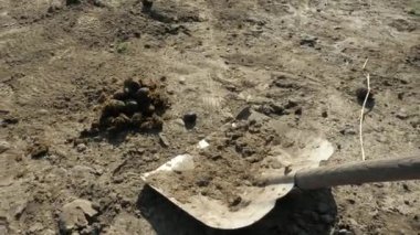 Tırmık ve kürekle çiftçi kızlar at arabalarını atların yaşadığı çayırlarda at çörekleriyle dolduruyorlar.