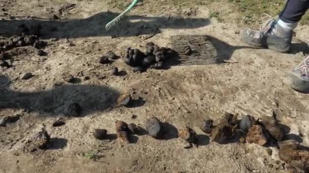 Jonge Boeren Laden Paardenweide Ruimen Uitwerpselen Paardenmest Die Paddock Wordt — Stockvideo