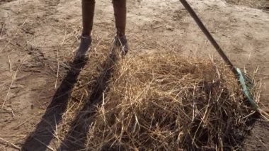 Genç çiftçi kız otlak temizleyicisi olarak kısmi bir işte çalışıyor. At otlağında saman tırmıklamak. Yavaş çekim.