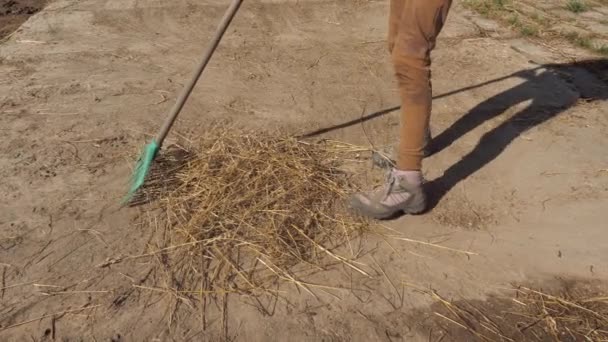 Νεαρός Αγρότης Στην Προστασία Μπότες Σαφές Τσουγκράνα Παλιό Σκονισμένο Άχυρο — Αρχείο Βίντεο