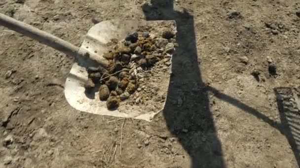 Young Girl Farmer Crearing Big Dung Horse Sandy Ground Loading — Stock Video