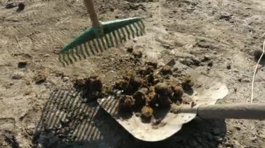 Tırmık ve kürekle çiftçi kızlar at arabalarını atların yaşadığı çayırlarda at çörekleriyle dolduruyorlar.