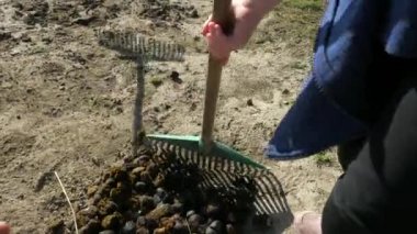 Çocuk çiftçi yükleme için at elması hazırlar. Dışarıdaki at çayırlarını düzenli olarak temizliyorum. Genç çiftçiler at konforu için birlikte çalışır..