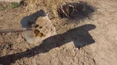 Koruyucu ayakkabılı çocuklar at donutlarını kürekle yüklüyor ve hafif metal tramvaylara toz dolduruyorlar..