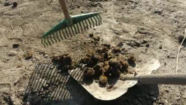 在农场的牧场里 女农民们用耙和铲子在手推车里装满了马的甜甜圈 — 图库视频影像