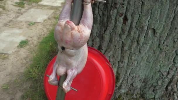 不锈钢酒吧在树上绑着生鸡 准备放在篝火之上烧烤 在花园里做饭 — 图库视频影像