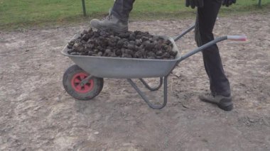 İşçi at donutlarını kürekle yüklüyor ve hafif metal tramvaylara toz üflüyor. Yavaş çekim.