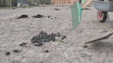 At çiftliği işleri otlakta işe yarıyor. Kürek ve tırmıkla at çöreği koleksiyonu.