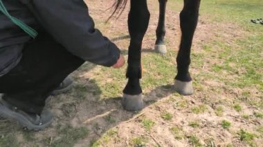 Kadın otlaktaki eğitimden önce at bacaklarına koruma botları takıyor..