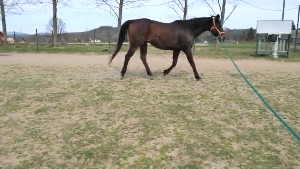 Emerytowany Koń Wyścigowy Utrzymuje Swoją Kondycję Poprzez Regularne Treningi Salonie — Wideo stockowe