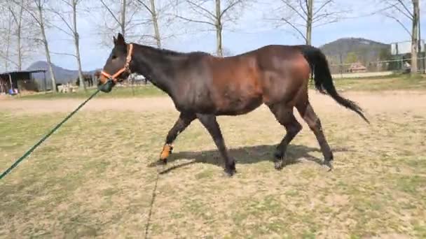 Allenamento Regolare Sul Salone Prolunga Vita Dei Veterani Cavalli Fattoria — Video Stock