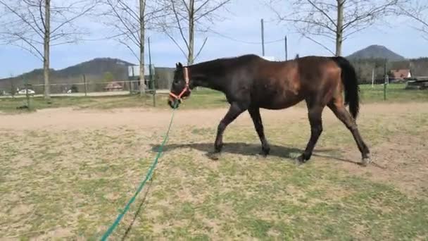 Regular Training Lounge Prolongs Horse Veterans Full Life Horse Farm — Stock Video