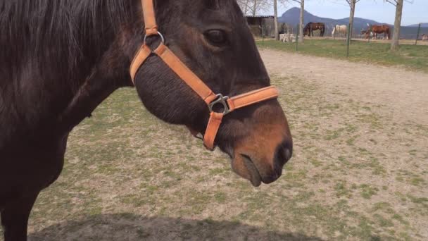 Brązowy Koń Czystej Krwi Liże Się Wylegiwaniu Koń Szybko Oddycha — Wideo stockowe