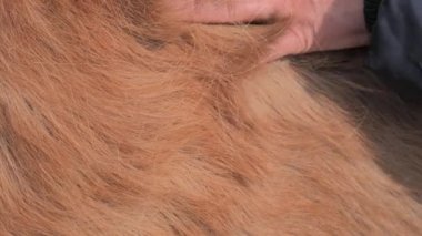 Cushing sendromu teşhisi konmuş tüylü bir midilli gösteriyor. Hormon kortizolünden kaynaklanan aşırı kıllar..