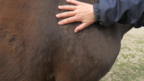 Entrenadora Elogió Cuello Del Caballo Pura Raza Marrón Por Entrenar — Vídeos de Stock