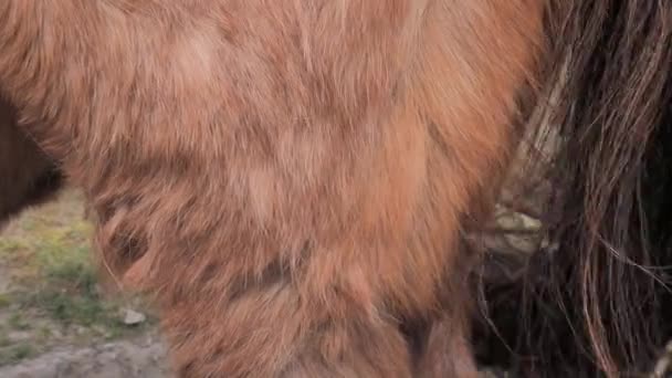 一个女人表现出一个蜕皮的小马与一个诊断库欣综合征 皮质醇激素引起的头发过长 — 图库视频影像