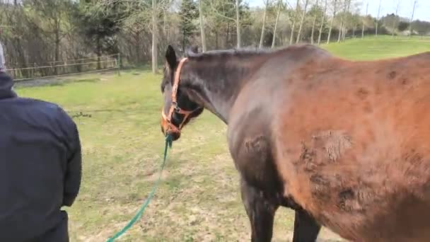 Treinador Muda Lado Corrida Cavalo Semi Cego Enquanto Descansa Paiol — Vídeo de Stock