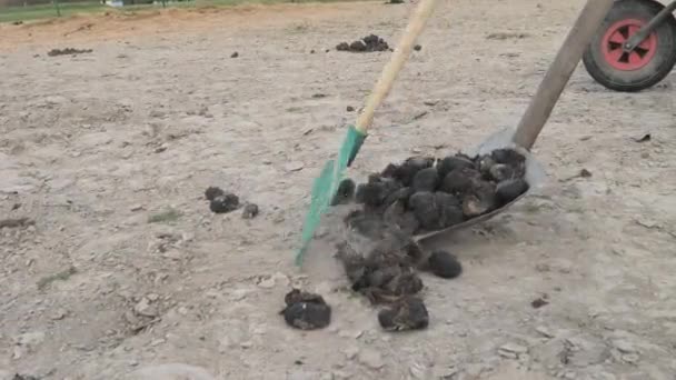 Horse Farm Stuff Working Paddock Collection Horse Donuts Shovel Rake — Stock Video